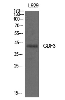 GDF-3 rabbit pAb Antibody