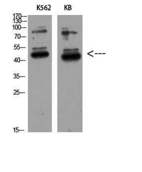GDF-3 rabbit pAb Antibody