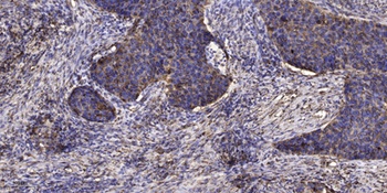 Lefty rabbit pAb Antibody