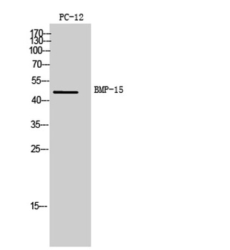 BMP-15 rabbit pAb Antibody