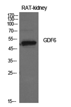 GDF-6 rabbit pAb Antibody