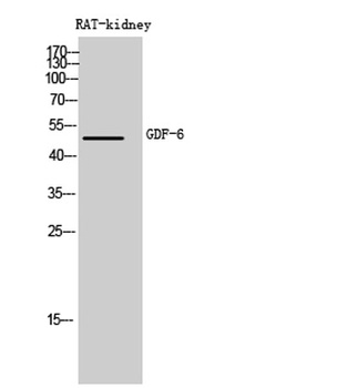 GDF-6 rabbit pAb Antibody