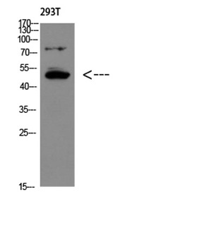 GDF-6 rabbit pAb Antibody