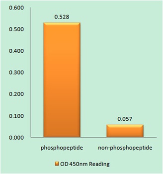 4E-BP1 (phospho Thr69) rabbit pAb Antibody
