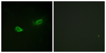 Na+/K+-ATPase α1 (phospho Ser23) rabbit pAb Antibody