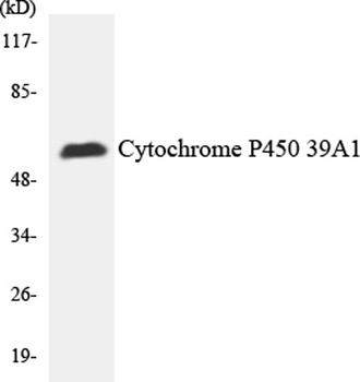 P-cadherin rabbit pAb Antibody
