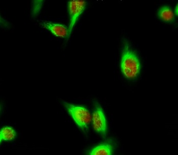 HDAC6 (phospho Ser22) rabbit pAb Antibody