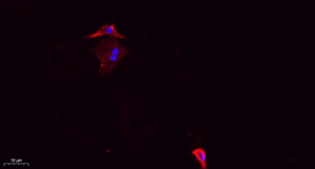 DRP1 (phospho Ser637) rabbit pAb Antibody
