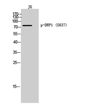DRP1 (phospho Ser637) rabbit pAb Antibody