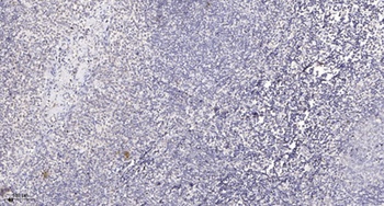 DRP1 (phospho Ser637) rabbit pAb Antibody