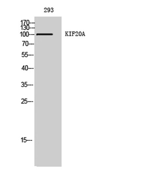 KIF20A rabbit pAb Antibody