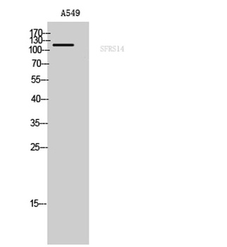 SFRS14 rabbit pAb Antibody