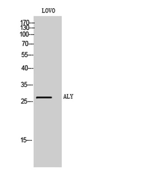 ALY rabbit pAb Antibody