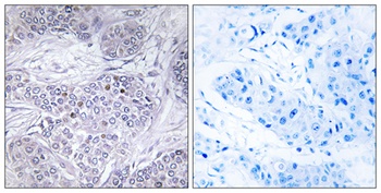 C/EBP γ rabbit pAb Antibody