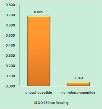 CENP-A (phospho Ser7) rabbit pAb Antibody