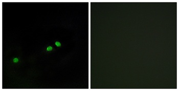 CENP-A (phospho Ser7) rabbit pAb Antibody