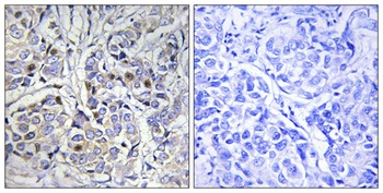 CENP-A rabbit pAb Antibody