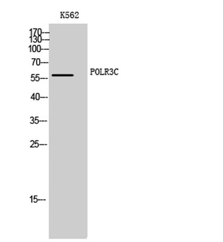 POLR3C rabbit pAb Antibody
