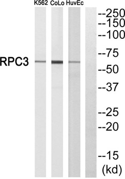POLR3C rabbit pAb Antibody