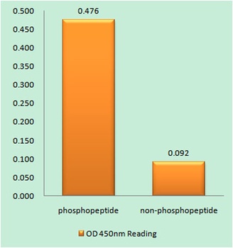 NFAT5 (phospho Ser155) rabbit pAb Antibody
