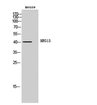 MRG15 rabbit pAb Antibody