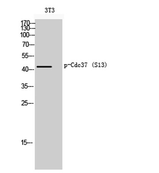 Cdc37 (phospho Ser13) rabbit pAb Antibody