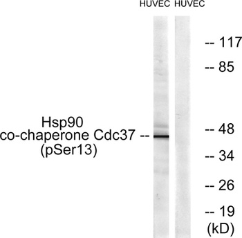 Cdc37 (phospho Ser13) rabbit pAb Antibody