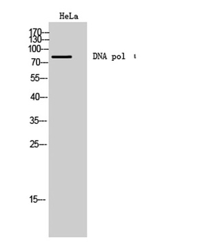 DNA pol ι rabbit pAb Antibody