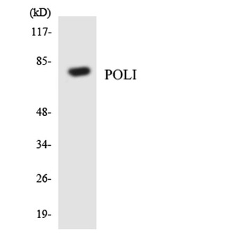 DNA pol ι rabbit pAb Antibody