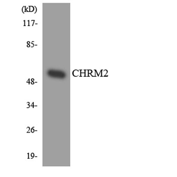 mAChR M2 rabbit pAb Antibody
