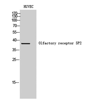 Olfactory receptor 5P2 rabbit pAb Antibody