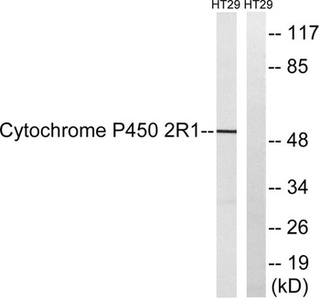 CYP2R1 rabbit pAb Antibody