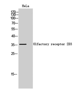 Olfactory receptor 2D3 rabbit pAb Antibody