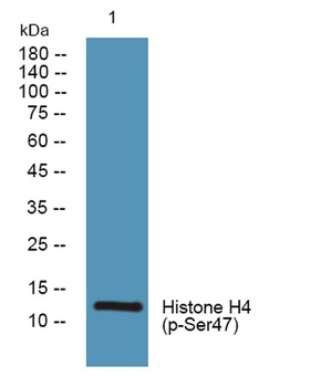 Histone H4 (phospho Ser47) rabbit pAb Antibody