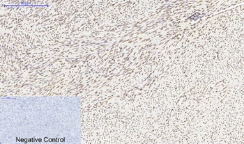 Histone H4 rabbit pAb Antibody
