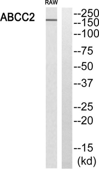 MRP2 rabbit pAb Antibody