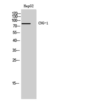 CNG-1 rabbit pAb Antibody