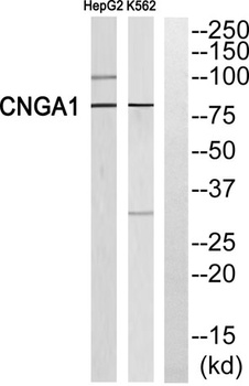 CNG-1 rabbit pAb Antibody