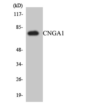 CNG-1 rabbit pAb Antibody