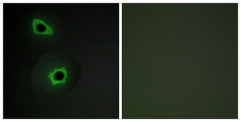 COL7A1 rabbit pAb Antibody