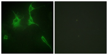 COL9A3 rabbit pAb Antibody