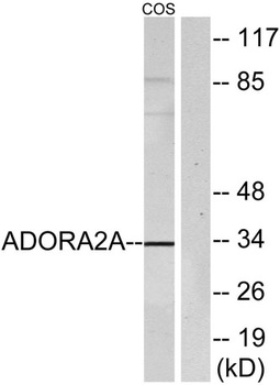 Adenosine A2A-R rabbit pAb Antibody