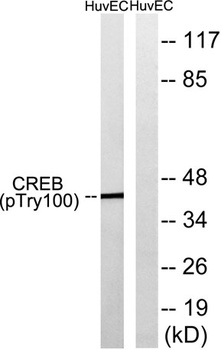 CREB-1 (phospho Thr100) rabbit pAb Antibody