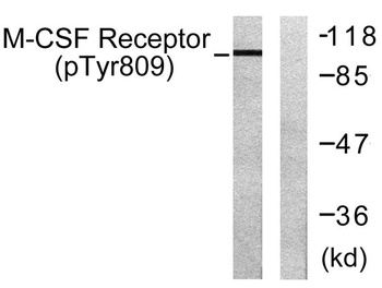 c-Fms (phospho Tyr809) rabbit pAb Antibody