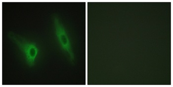 Casein Kinase Iε rabbit pAb Antibody