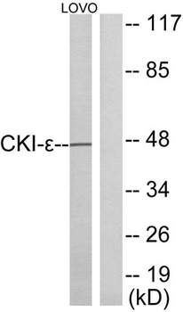 Casein Kinase Iε rabbit pAb Antibody