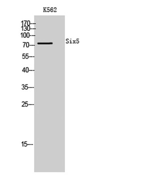 Six5 rabbit pAb Antibody