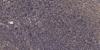 Six5 rabbit pAb Antibody