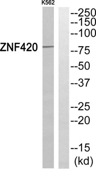 ZNF420 rabbit pAb Antibody