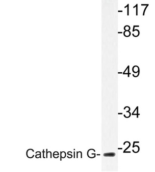 Cathepsin G rabbit pAb Antibody